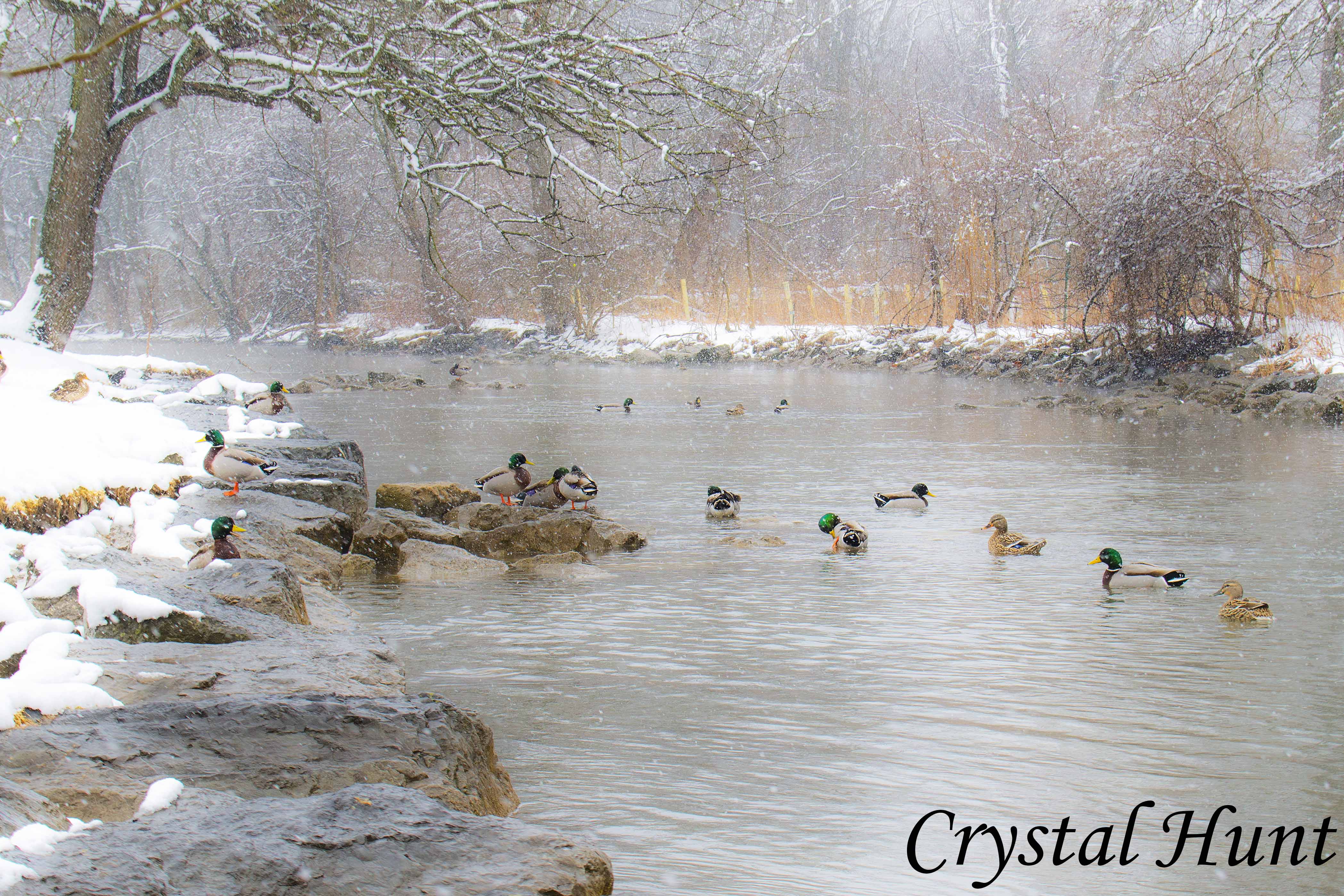 Swimming on the Letort