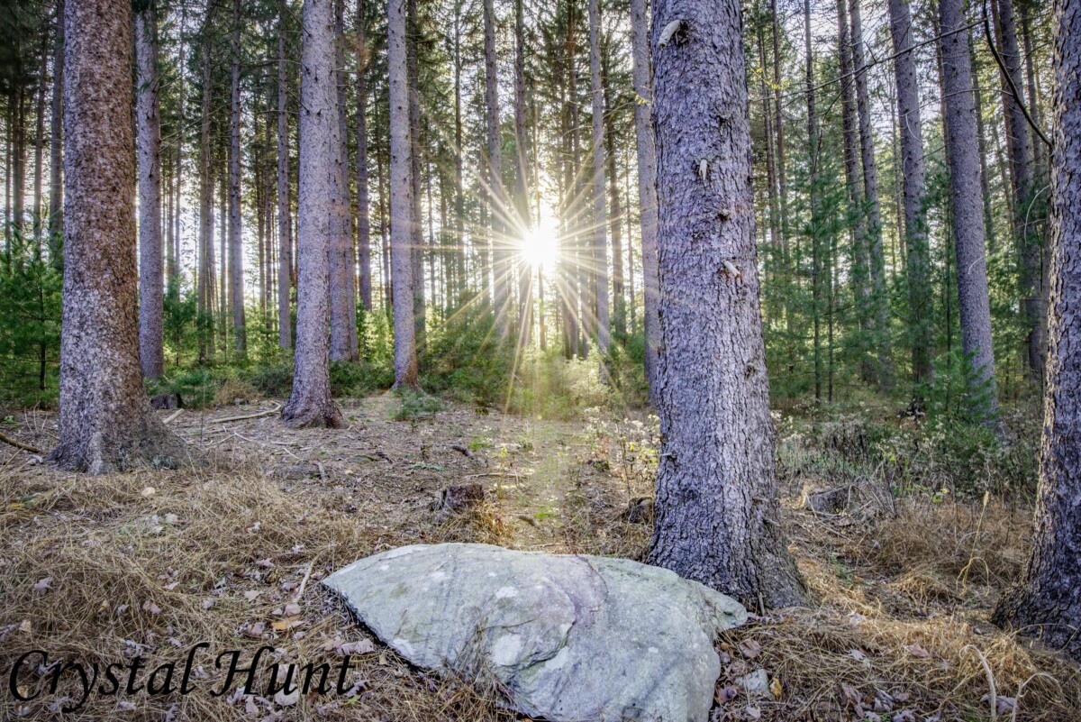 Pine Tree Sunset