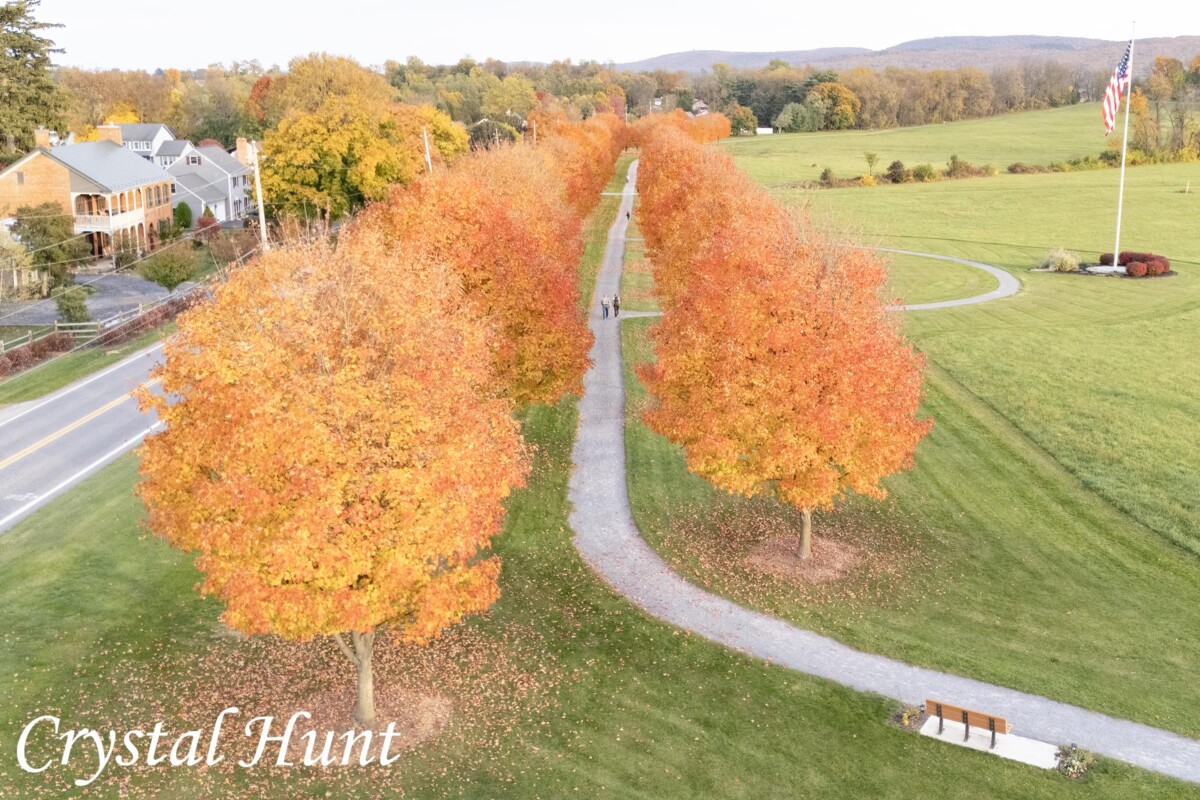 Maples from Above