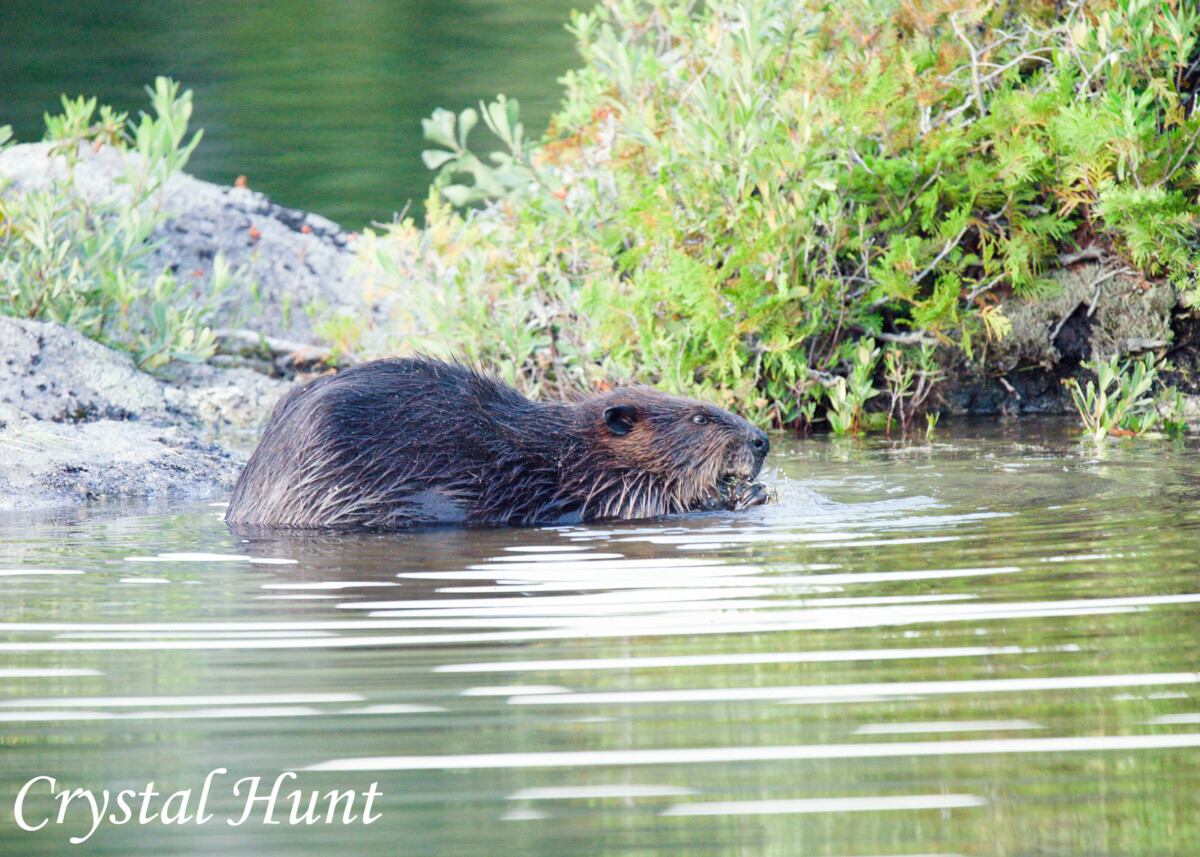 Busy Beaver