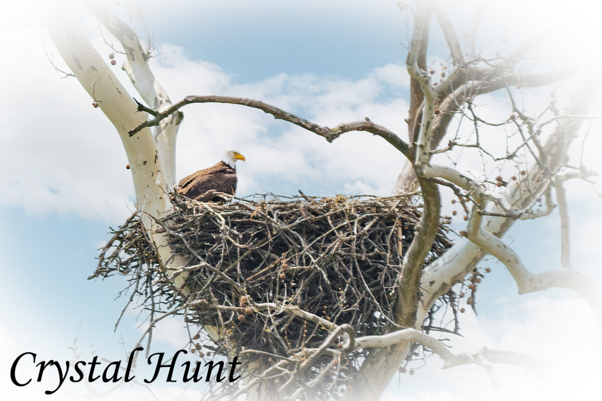 Guarding the Nest